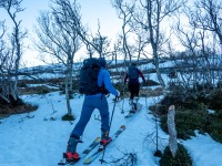 Through the trees (Ski Touring Tromso, April 2022)