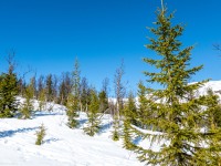 Trees amongst the snow (Ski Touring Tromso, April 2022)