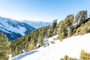 Snow and trees (Ski touring Weidener Huette March 2022)