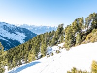 Snow and trees (Ski touring Weidener Huette March 2022)