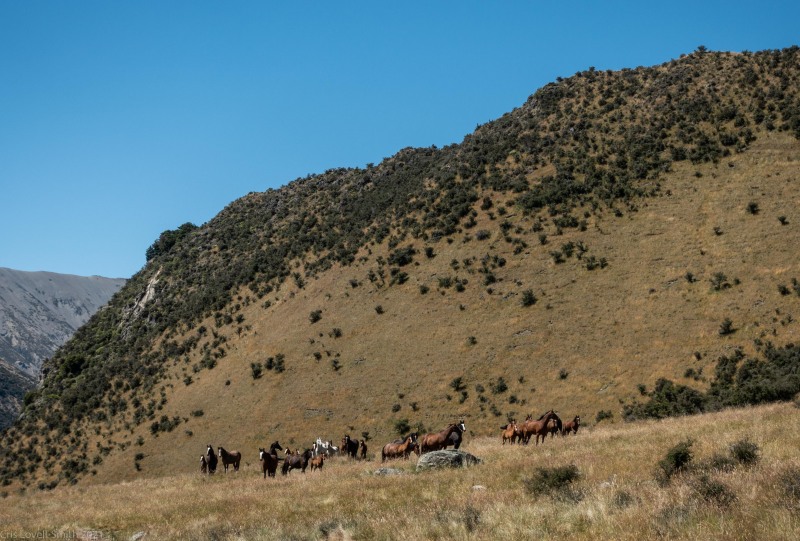 Wild horses (Cycling St James)