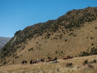 Wild horses (Cycling St James)