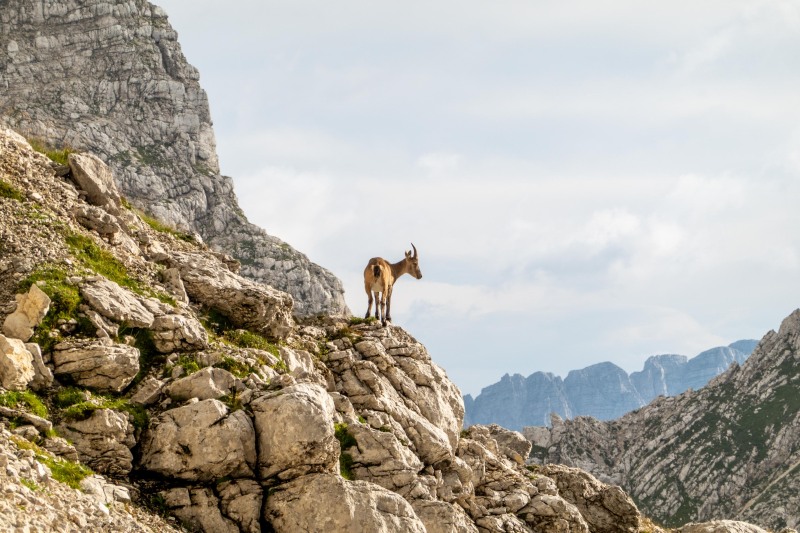 A steinbock in the evening (Summer Holidays August 2022)