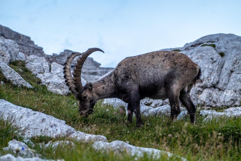 A steinbock in the evening (Summer Holidays August 2022)