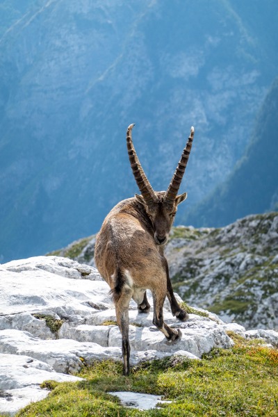 Another steinbock (Summer Holidays August 2022)