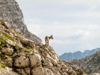 A steinbock in the evening (Summer Holidays August 2022)