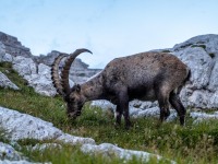 A steinbock in the evening (Summer Holidays August 2022)