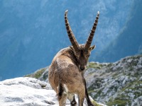 Another steinbock (Summer Holidays August 2022)