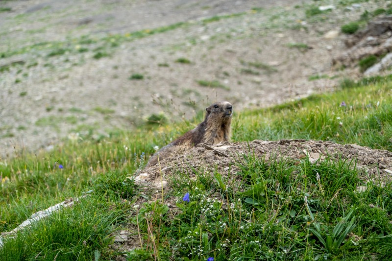 A marmot (Summer road trip August 2024)