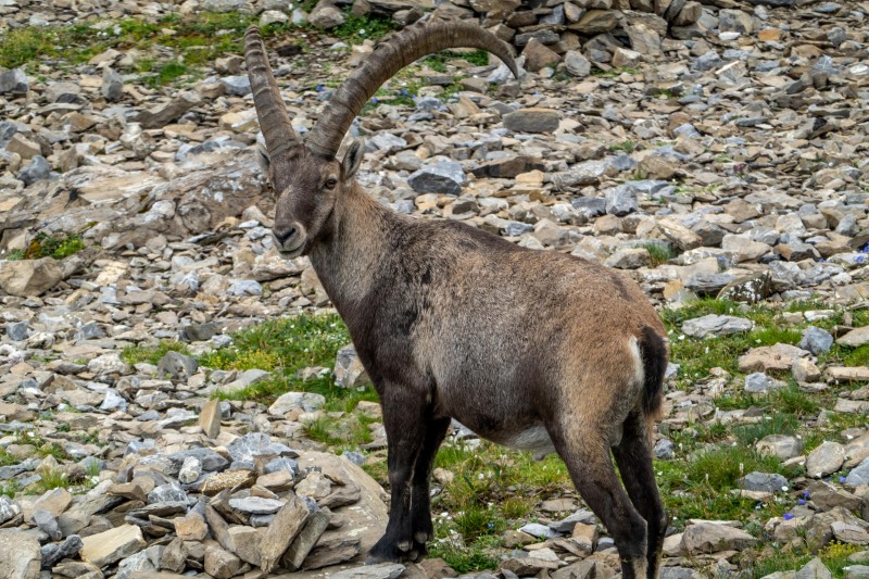 A mountain goat (Summer road trip August 2024)