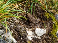 A frog (Summer road trip August 2024)
