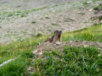 A marmot (Summer road trip August 2024)