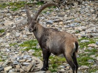 A mountain goat (Summer road trip August 2024)