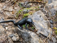 A salamander (Summer road trip August 2024)