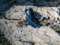 Happy animals (Summer road trip August 2024)
