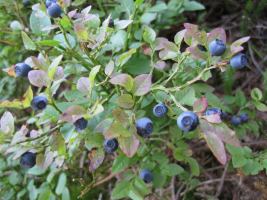 blue-berries-or-not-swiss-o-week-switzerland