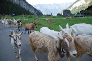 Sheep (Swiss O Week, Switzerland)