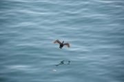 A flying shag (Takaka 2013)