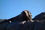 A seal for Leonie (Takaka 2013)