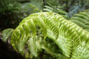 Another another fern (Takaka 2013)