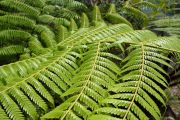 Another Fern (Takaka 2013)