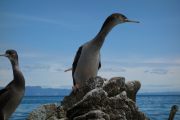 Curious shags 2 (Takaka 2013)