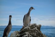 Curious shags (Takaka 2013)