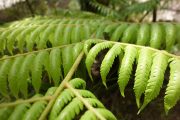 Fern (Takaka 2013)