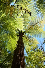 Ferns 2 (Takaka 2013)