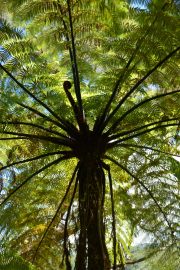 Ferns (Takaka 2013)