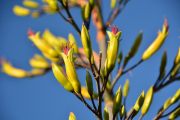 Flax flowers (Takaka 2013)