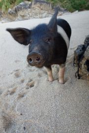 Hello Mrs Pig (Takaka 2013)