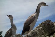 Hello shags 3(Takaka 2013)