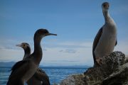 Inquisitive shags (Takaka 2013)