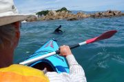 Kayaking with a seall (Takaka 2013)