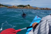 Kayaking with the seals (Takaka 2013)