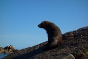 Mr seal 2 (Takaka 2013)