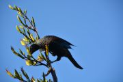 Mr Tui has a feed (Takaka 2013)