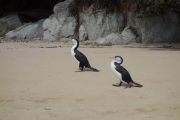 Only two shags now (Takaka 2013)