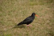 Oyster catcher 2 (Takaka 2013)