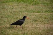 Oyster catcher 4 (Takaka 2013)