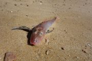 Poor little fish (Takaka 2013)