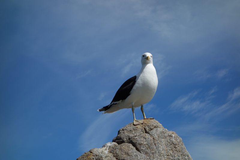 Seagull on the rock (Takaka 2013)