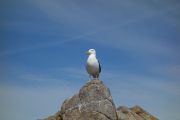 Seagull on the rock (Takaka 2013)