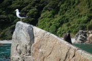 Seagulls and seal 2 (Takaka 2013)