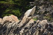 Seal rock (Takaka 2013)