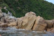 Seal snoozing on the rock (Takaka 2013)