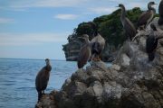 Shags on the rock 2 (Takaka 2013)