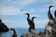 Shags on the rock 3 (Takaka 2013)