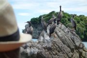 Shags on the rock (Takaka 2013)